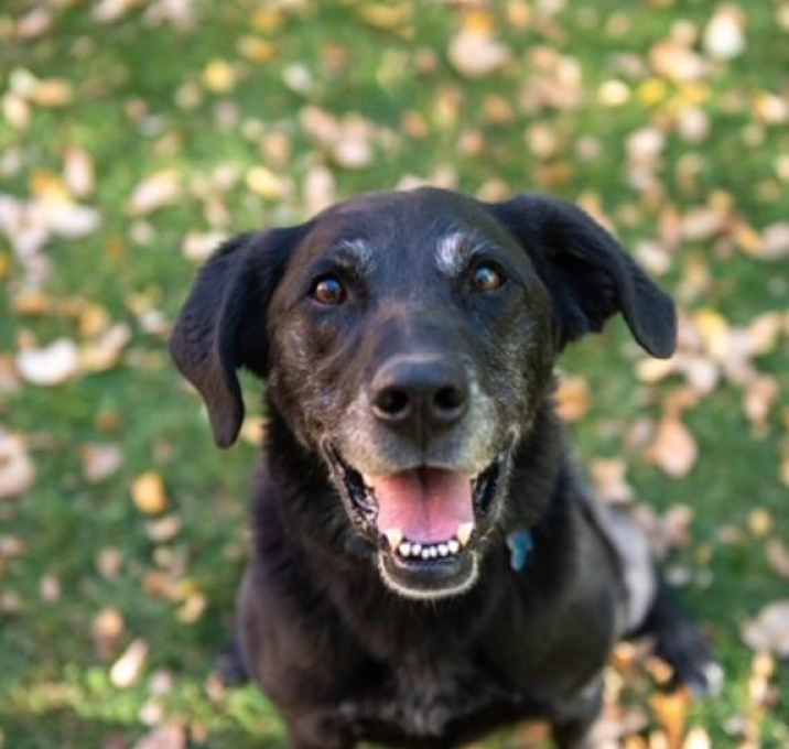 Photo of Sherlock