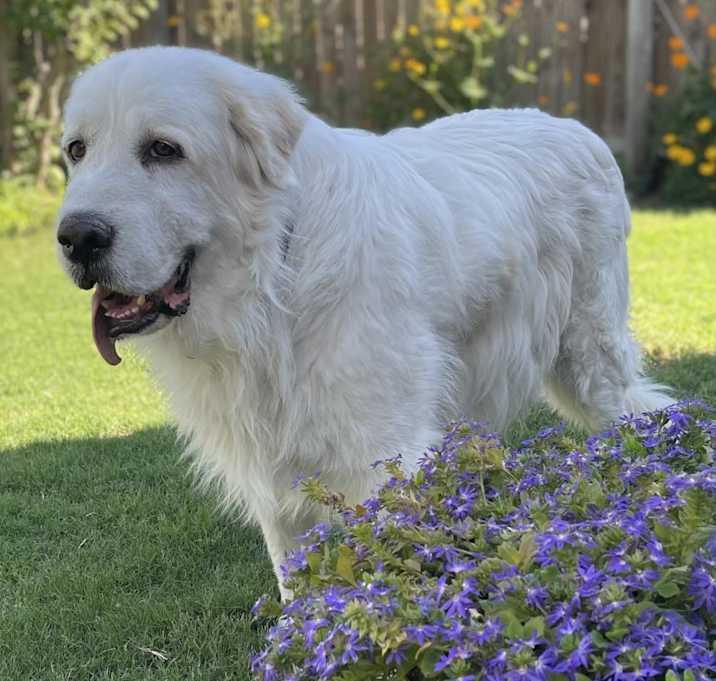 Photo of Koda