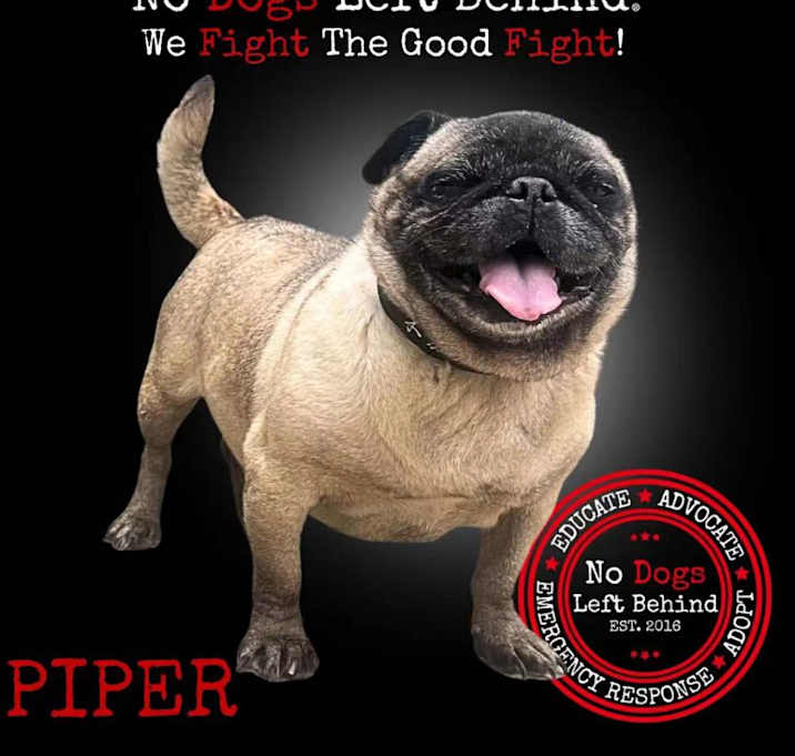 Photo of Piper 7612