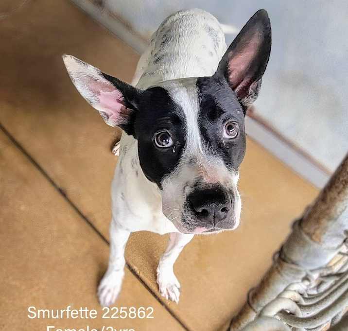 Photo of Smurfette