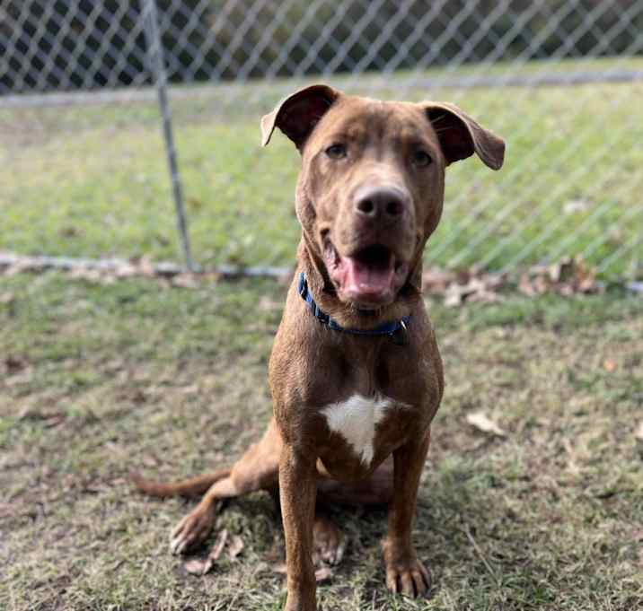 Photo of Rockzee (Duchess)