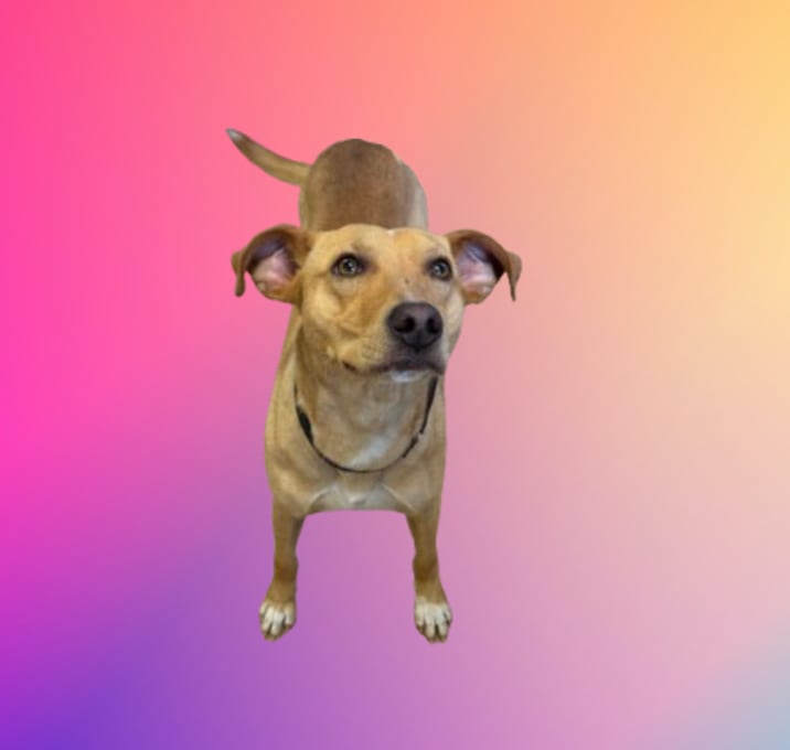 Photo of Louie