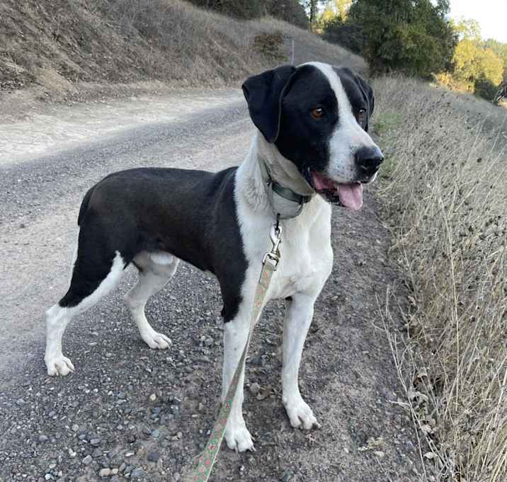 Photo of PIPPO