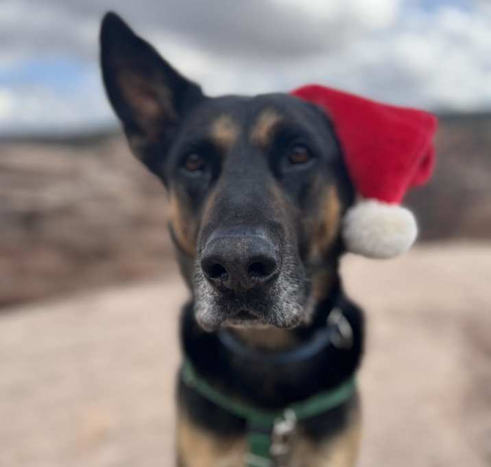 Photo of Pharaoh