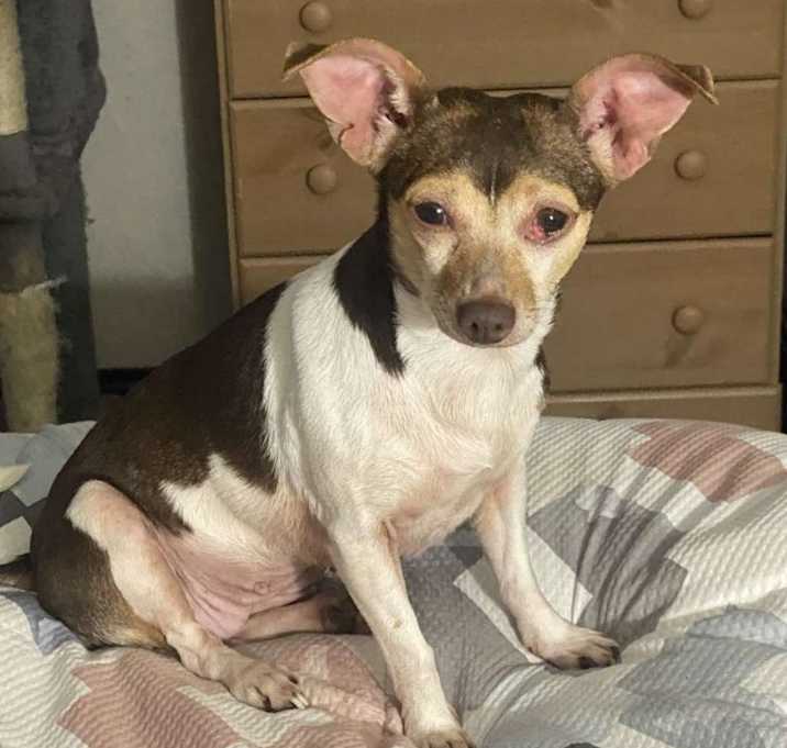Photo of Oreo EM