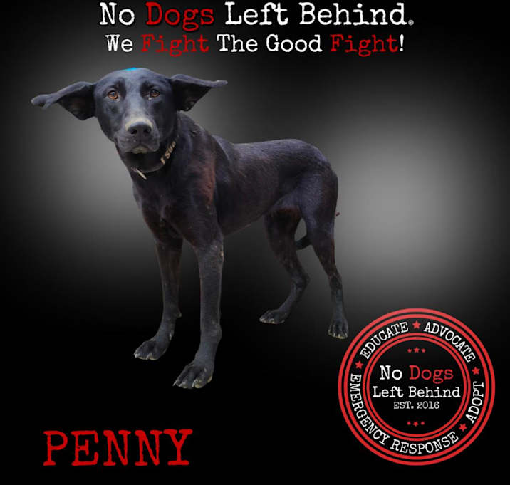 Photo of Penny 9784