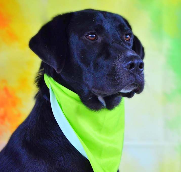 Photo of Bailey JR