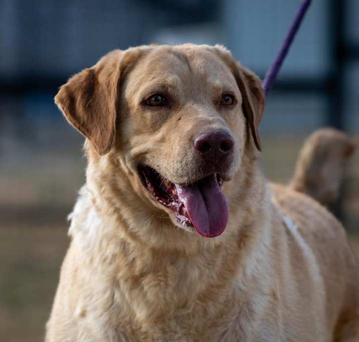 Photo of Old Yeller JuM