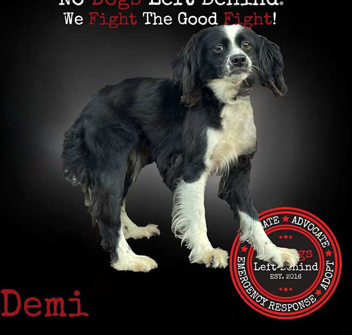 Photo of Demi 4223