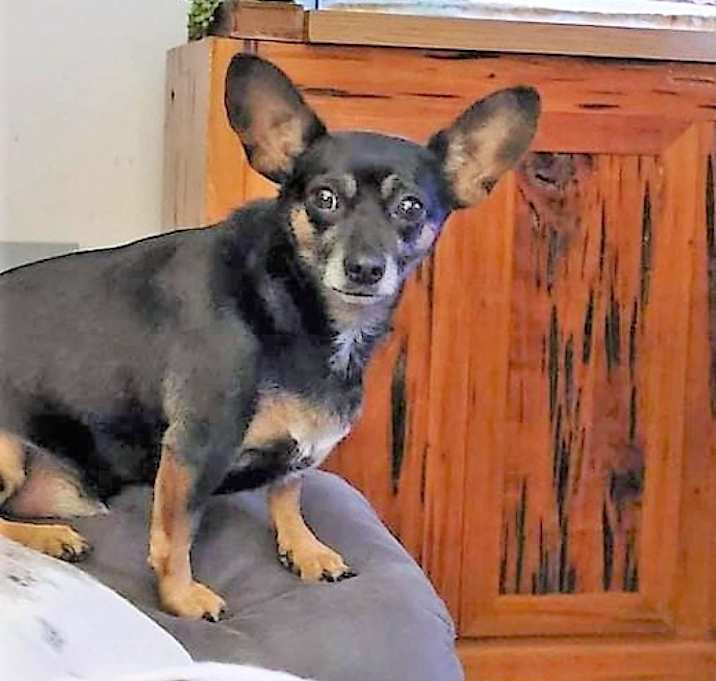 Photo of Baby Bat DG*
