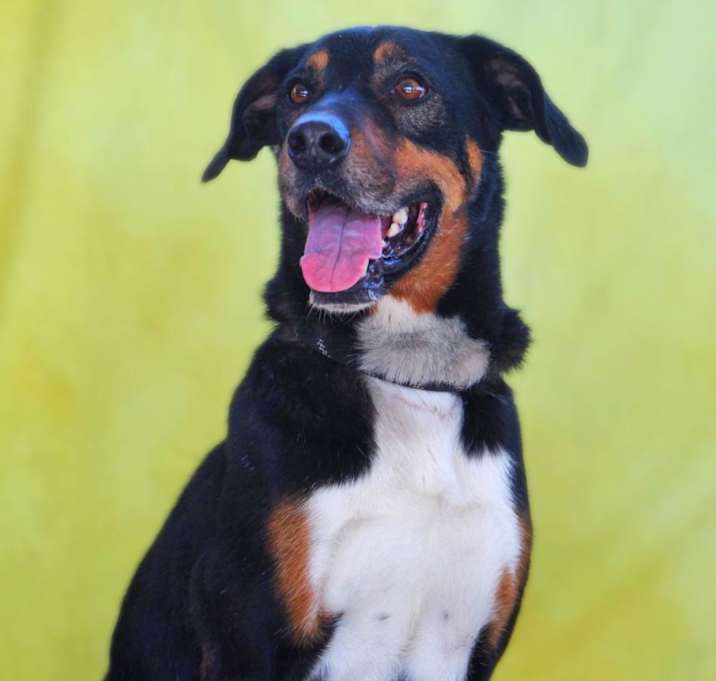 Photo of Fury JuM aka Rocky