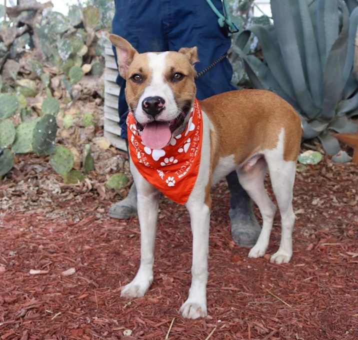 Photo of Bobby Darin (D.O.G.) JuM*