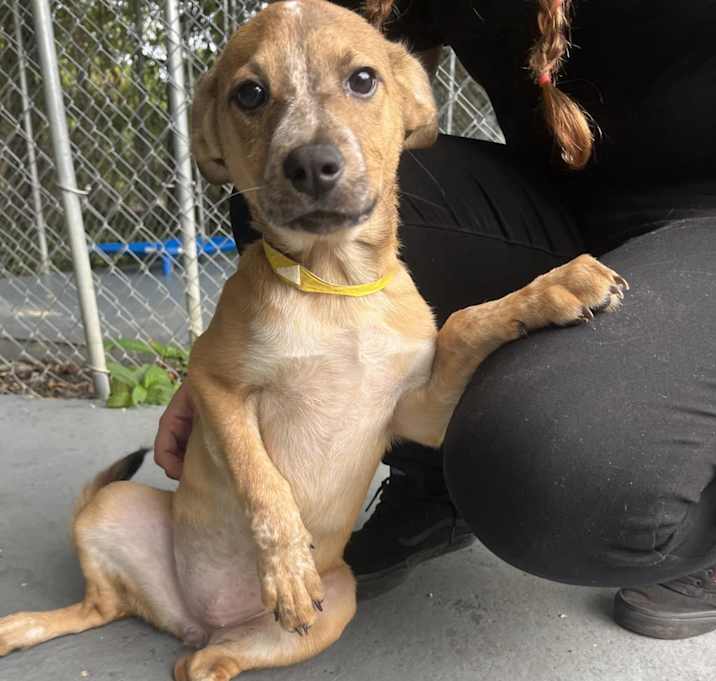 Photo of Maple