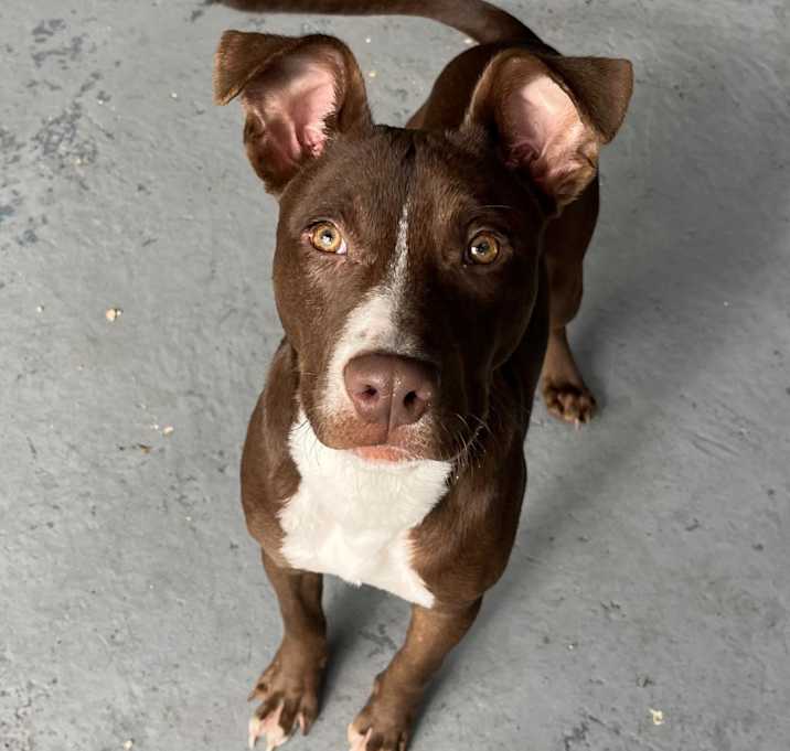 Photo of Rolo