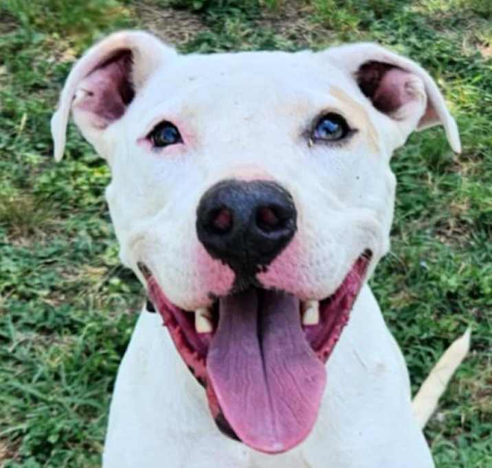 Photo of Goliath aka Chisholm DD