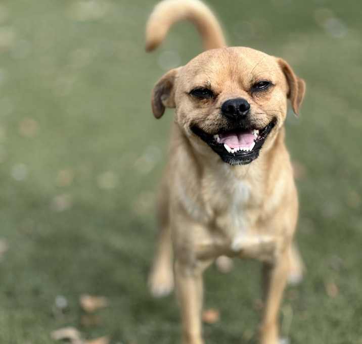 Photo of Basil