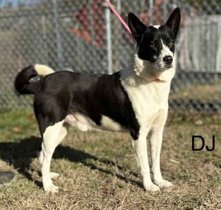 Photo of DJ