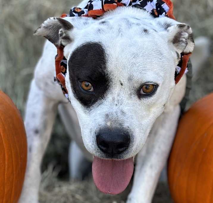 Photo of Bogey
