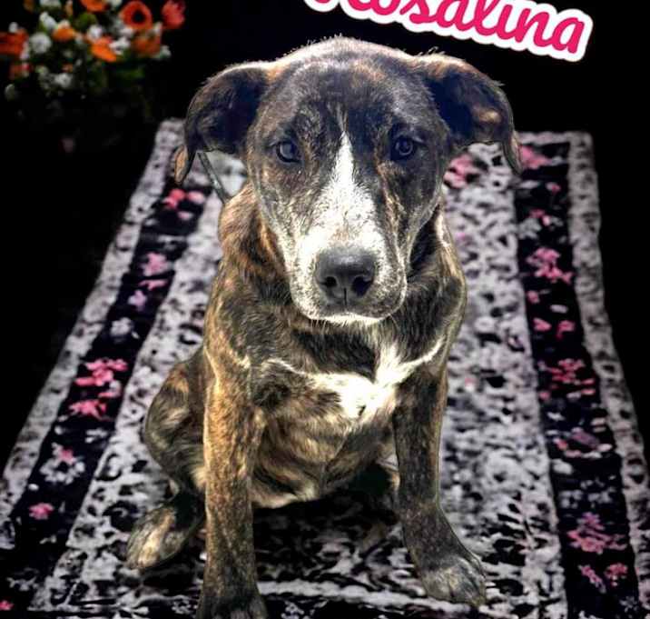 Photo of Rosalina