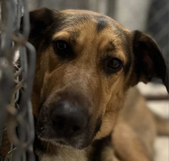 Photo of Winnie- GRADUATED FROM PAWS-IN-PRISON.