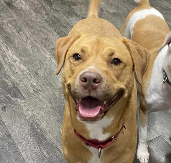 Photo of Sunnie-GRADUATED FROM PAWS-IN-PRISON.