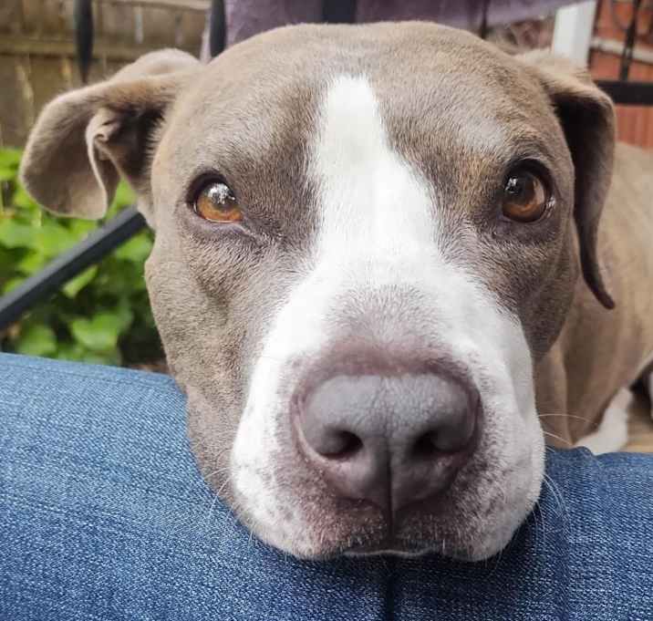 Photo of Cheddar Moon