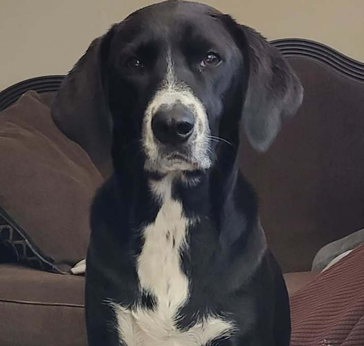 Photo of Bandit