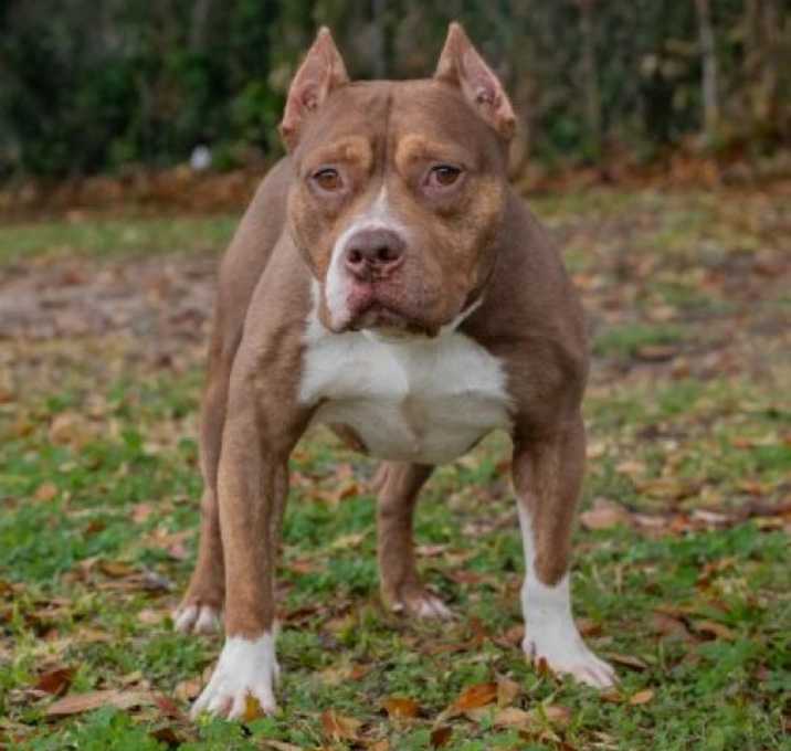 Photo of Shorty