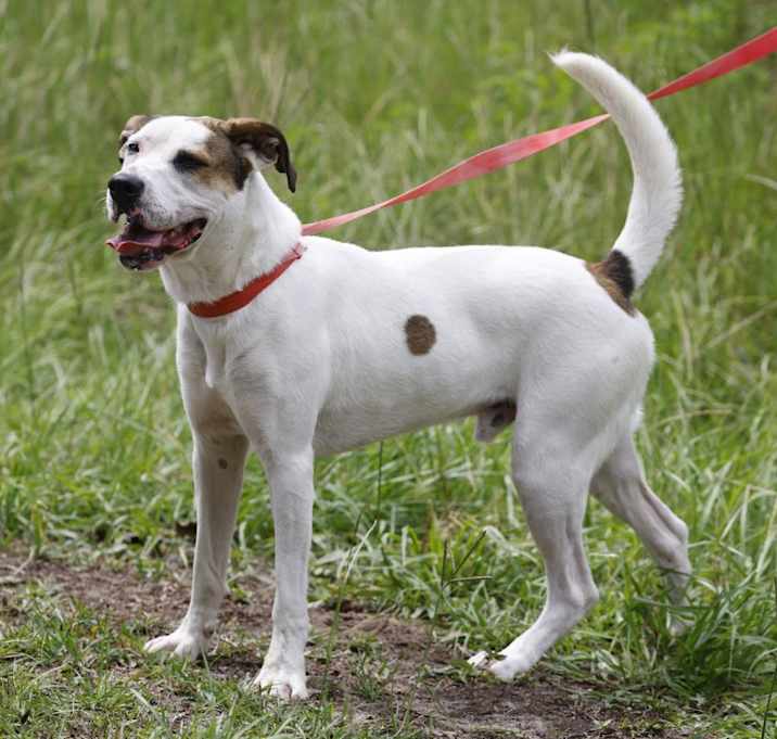 Photo of Buddy