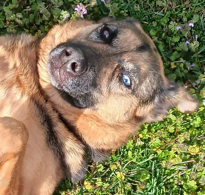 Photo of Harley