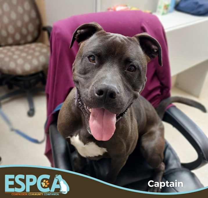 Photo of Captain