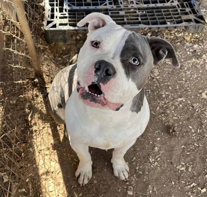 Photo of Champ