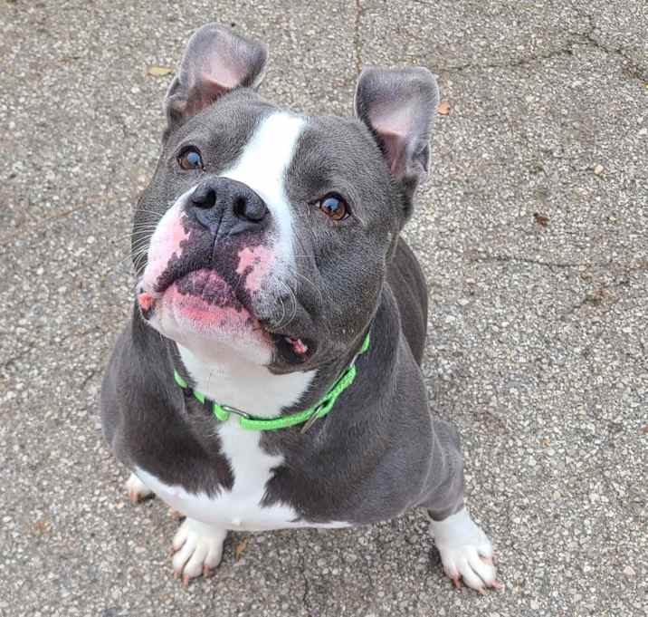 Photo of Chino
