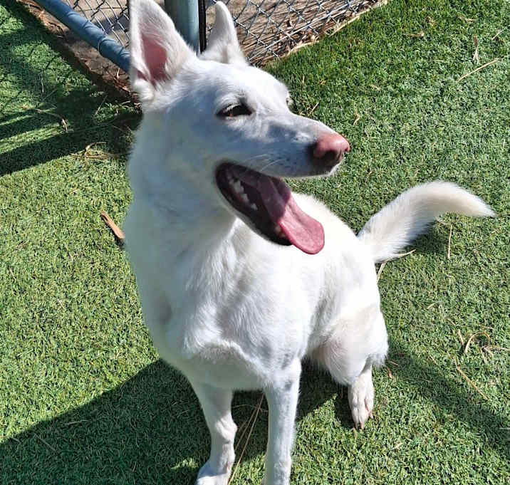 Photo of Snowball