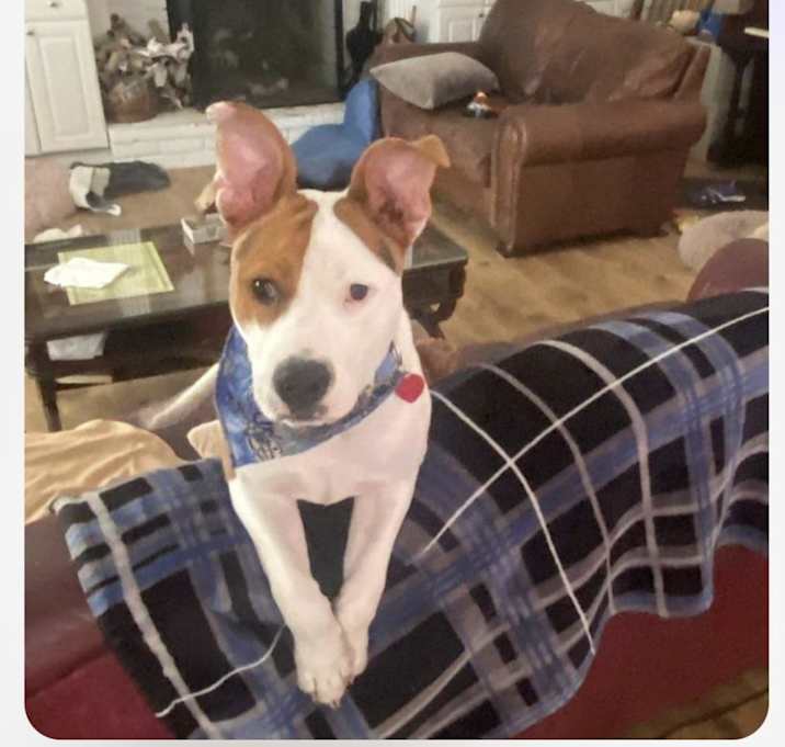 Photo of Petey