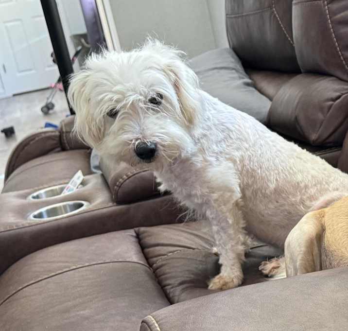 Photo of Penny