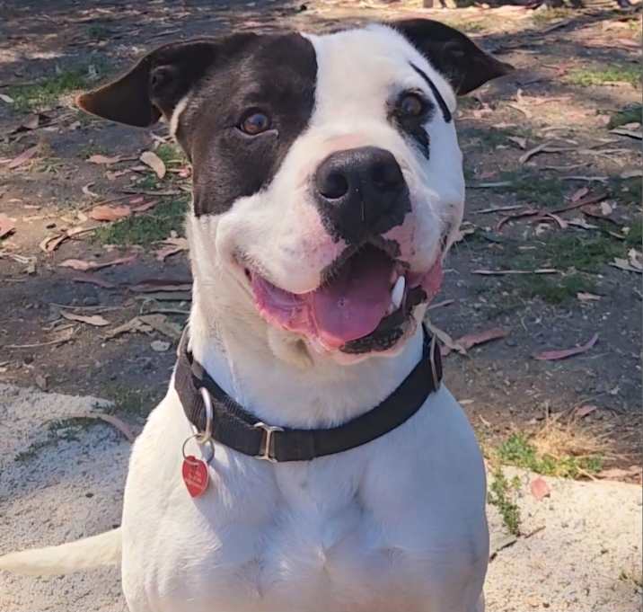 Photo of Harley