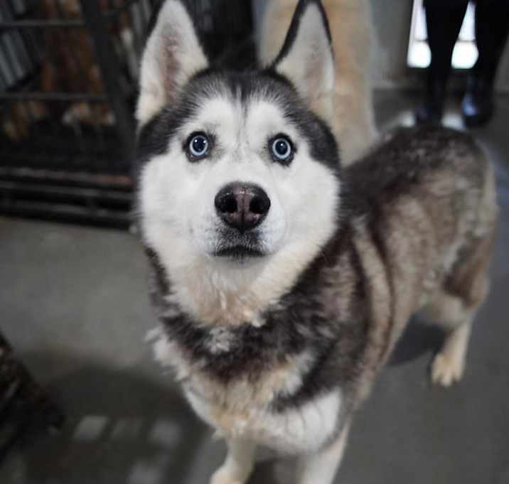 Photo of Willow