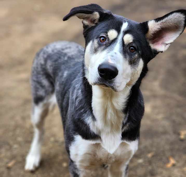 Photo of Big Boy