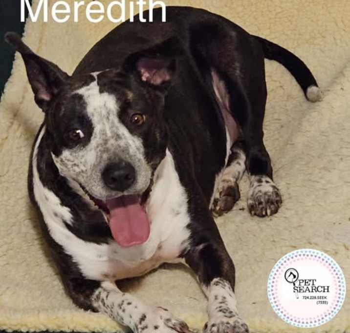 Photo of Meredith