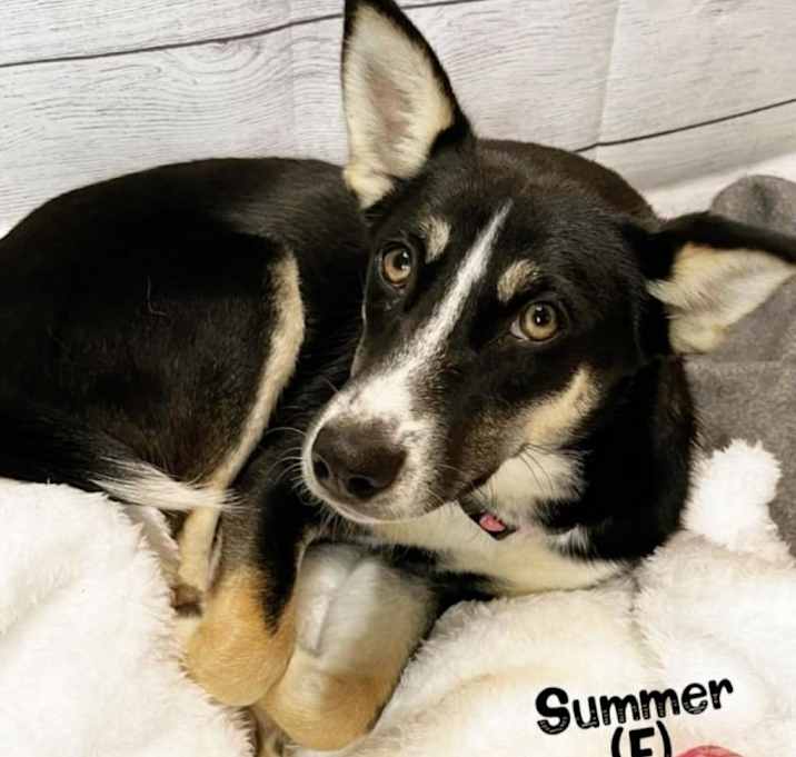 Photo of Summer