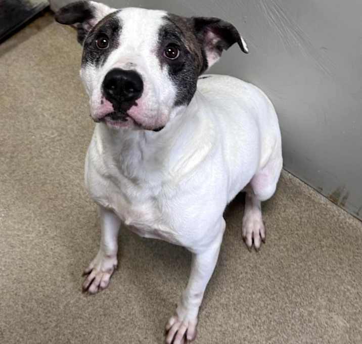 Photo of Buddy