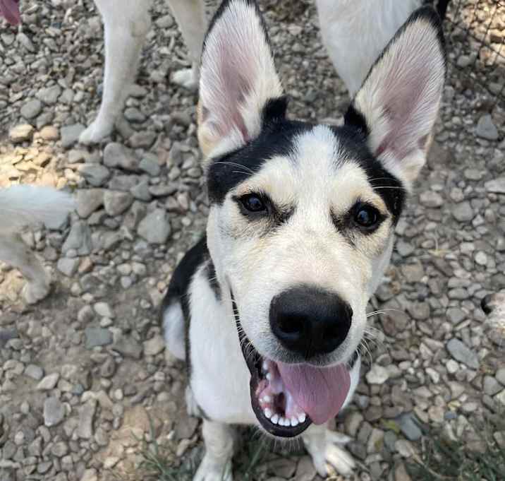 Photo of Petey