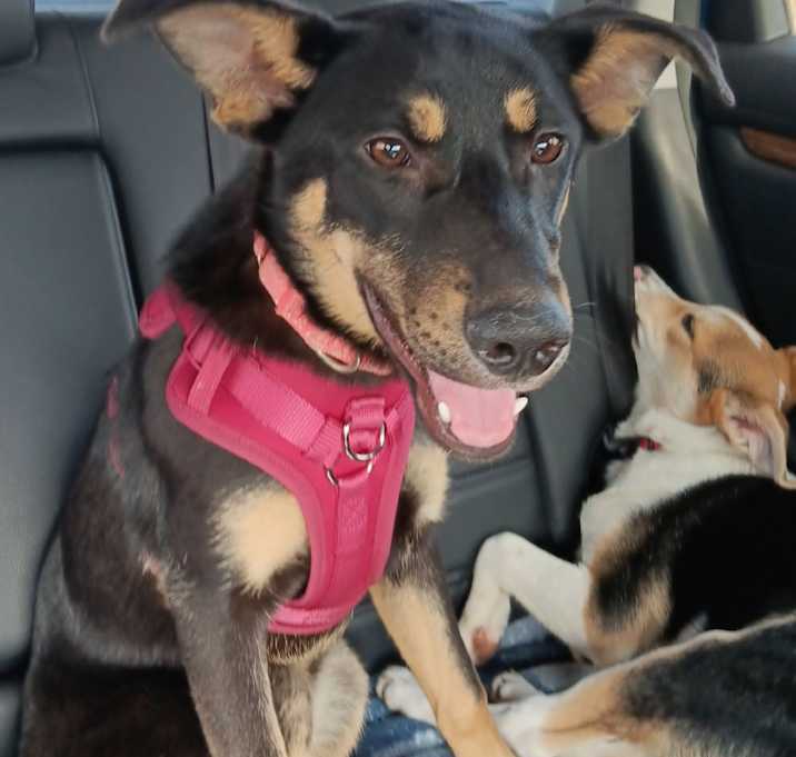 Photo of Stout