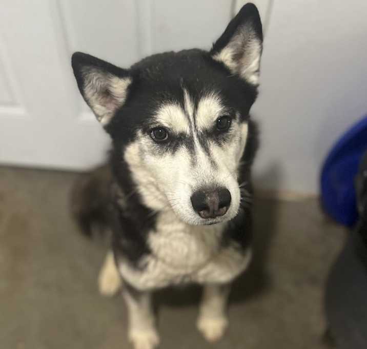 Photo of Rufus
