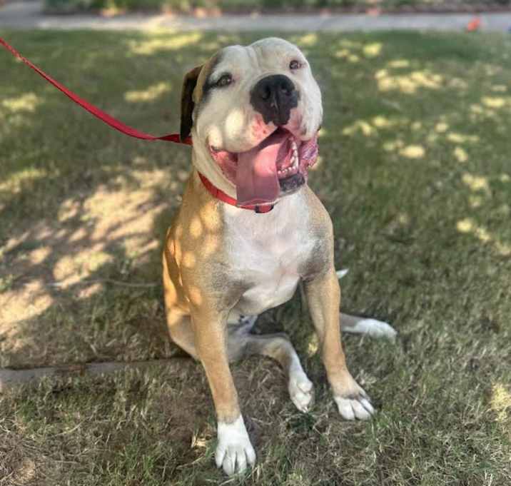 Photo of Snickers