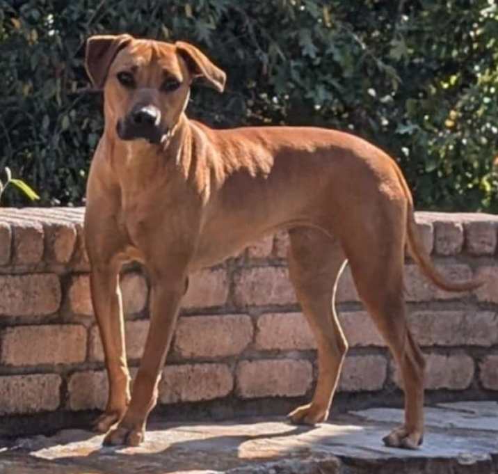 Photo of Moxie