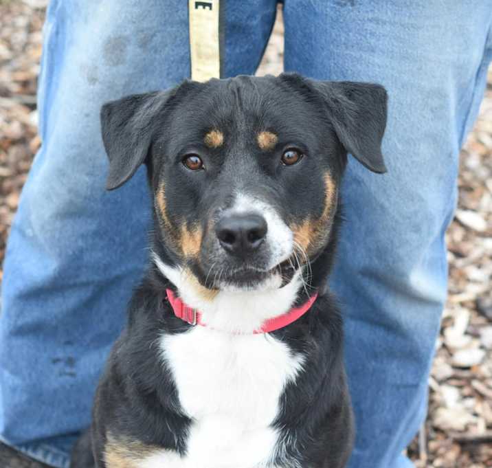 Photo of Wishbone
