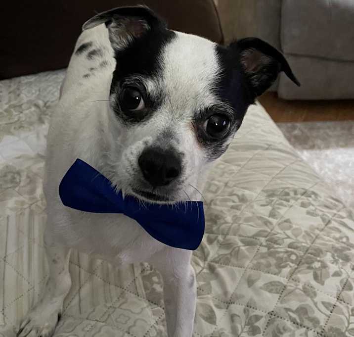 Photo of Bugsy Malone