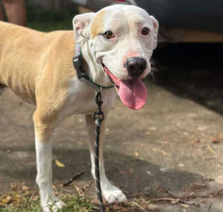 Photo of Bella Luna